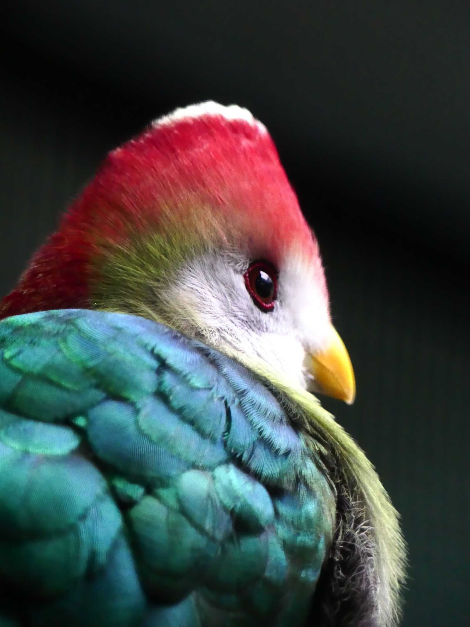 Panasonic Lumix DMC-FZ300 sample photo. Bird of paradise, bird photography