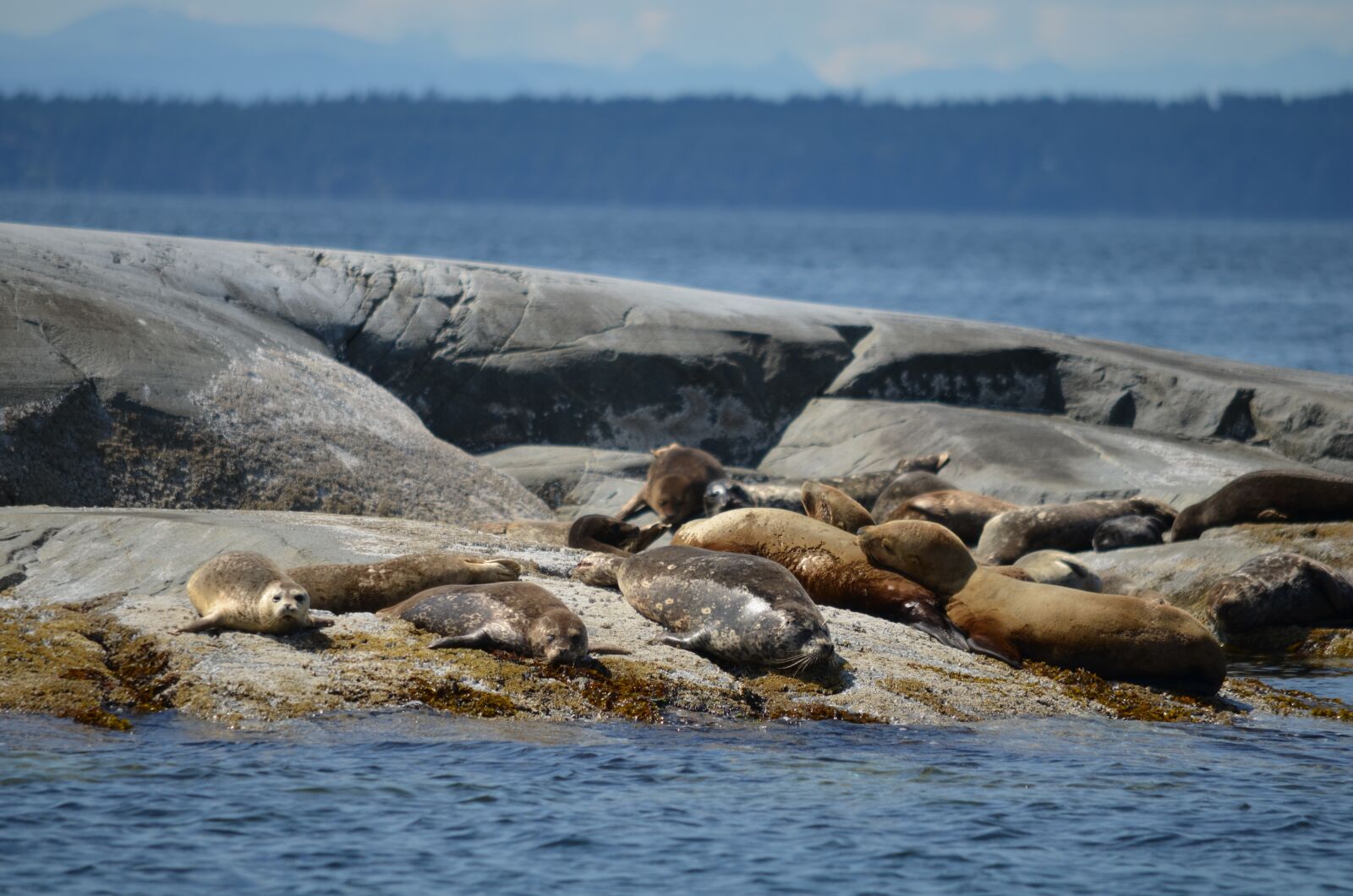 Nikon D5100 sample photo. Seals, ocean, rocks photography