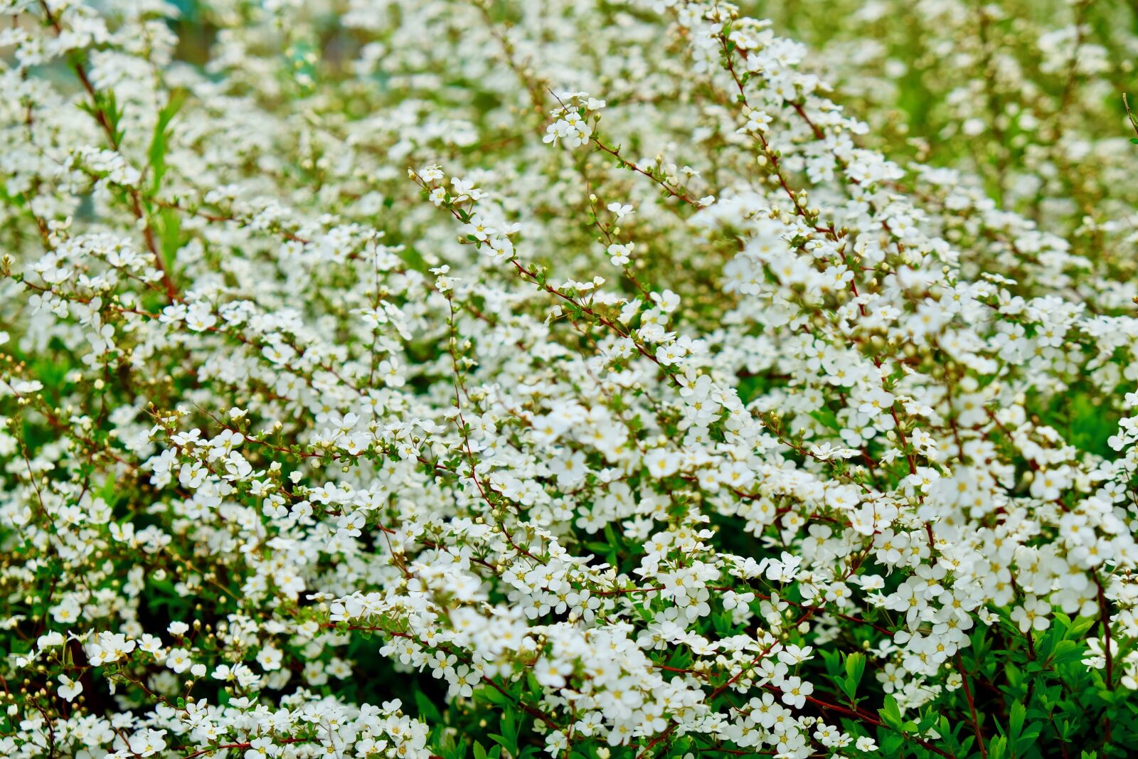 Fujifilm X-T10 sample photo. Flower, white spring, pure photography