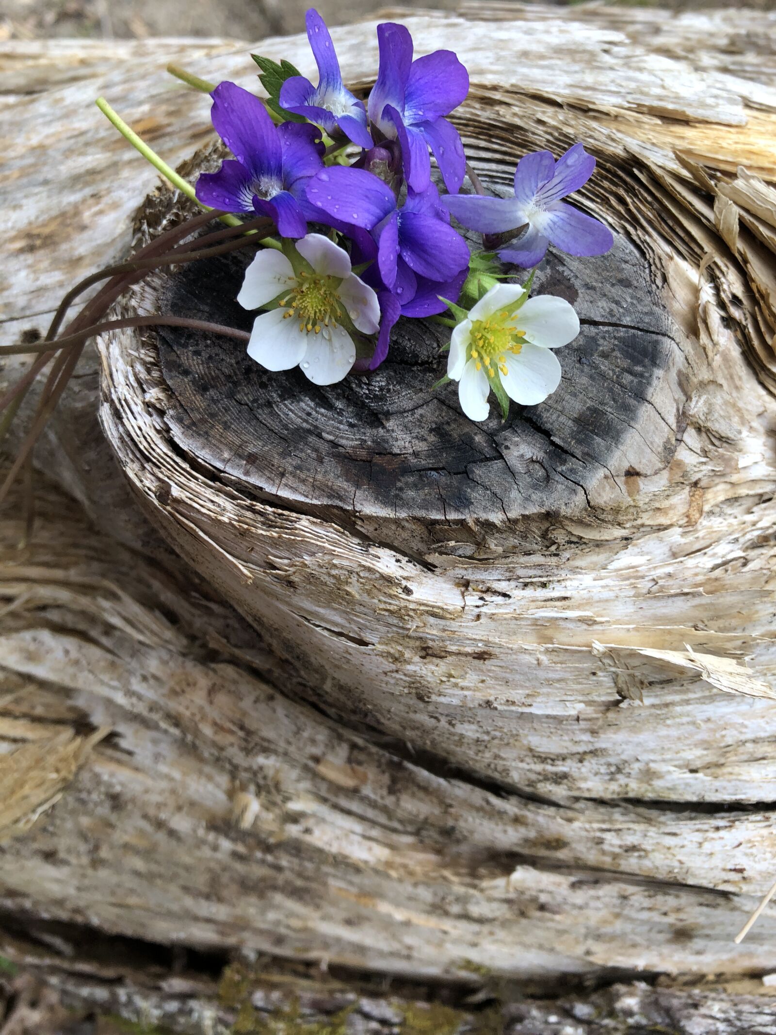 iPhone 8 Plus back dual camera 3.99mm f/1.8 sample photo. Drift wood, white flower photography