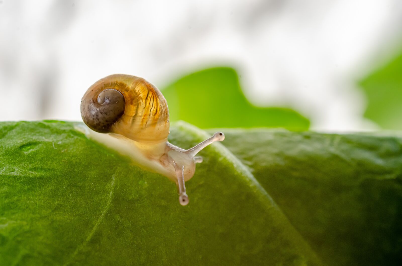 Nikon D7000 sample photo. Snail, gastropod, petit photography
