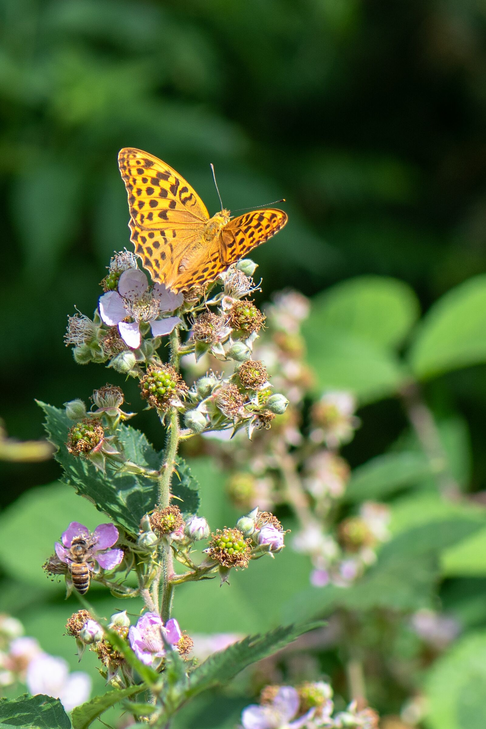 Nikon D7500 sample photo. Butterfly, fritillary, insect photography