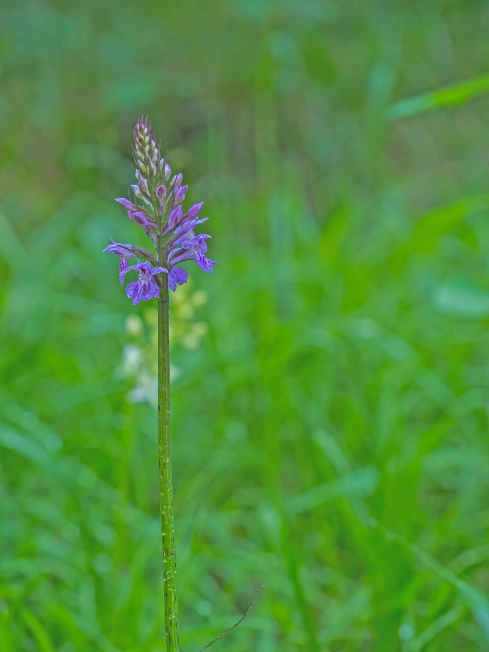 Panasonic Lumix DC-G9 sample photo. Orchid, wild flower, blossom photography
