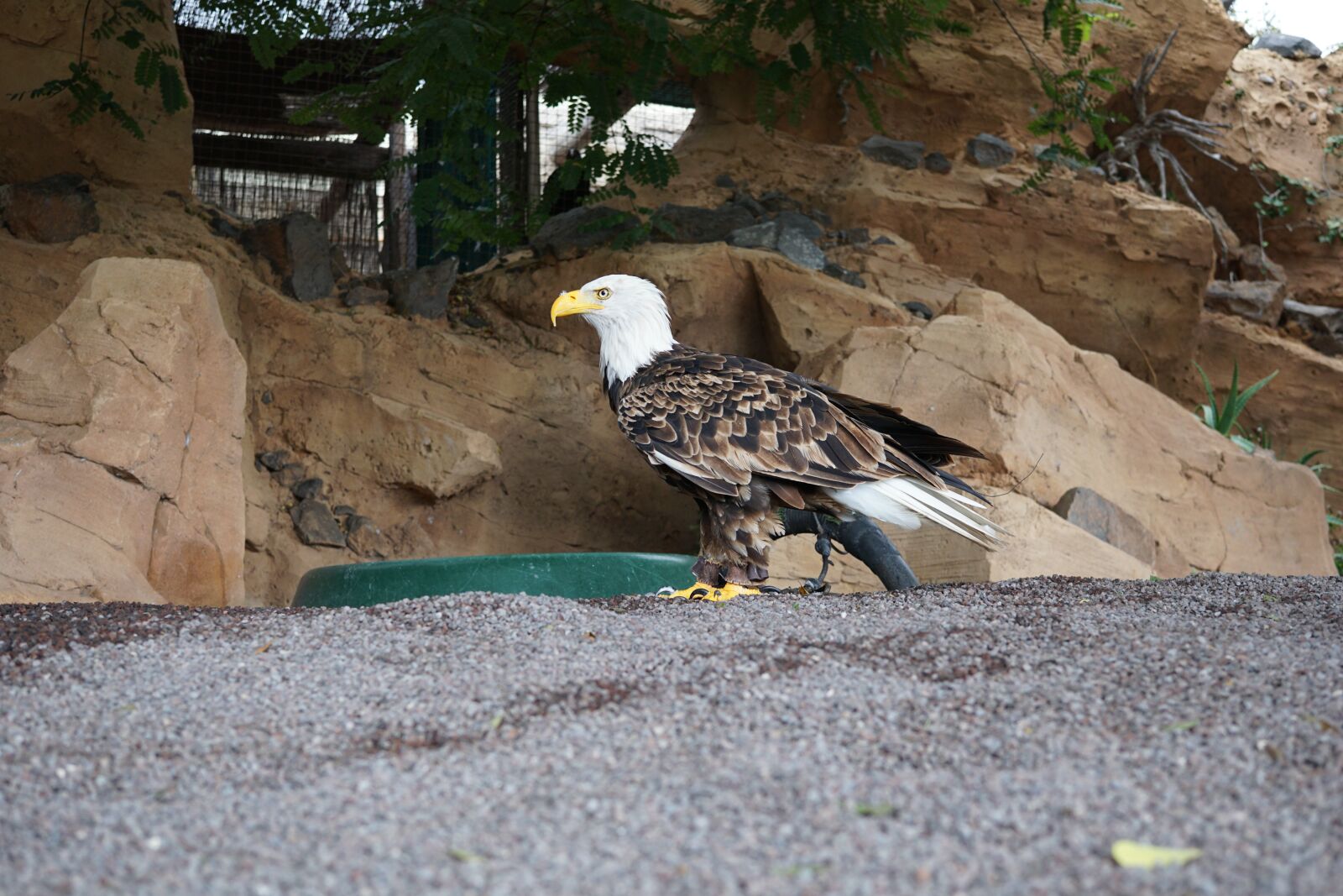 Sony a6000 + Sigma 30mm F2.8 EX DN sample photo. Nature, outdoors, bird photography