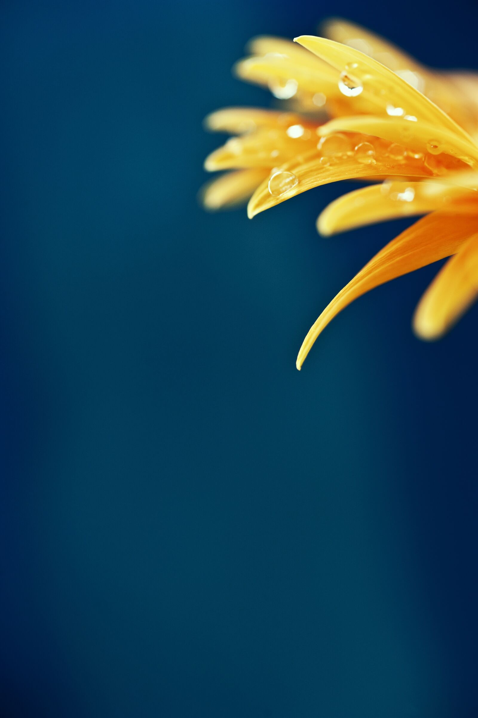 Nikon D700 sample photo. Flower, macro, sheet photography