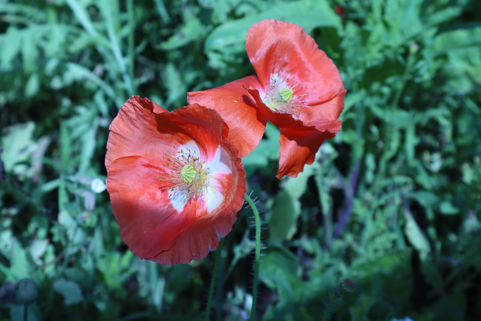 Canon EOS M50 (EOS Kiss M) sample photo. Red, poppy, flower photography