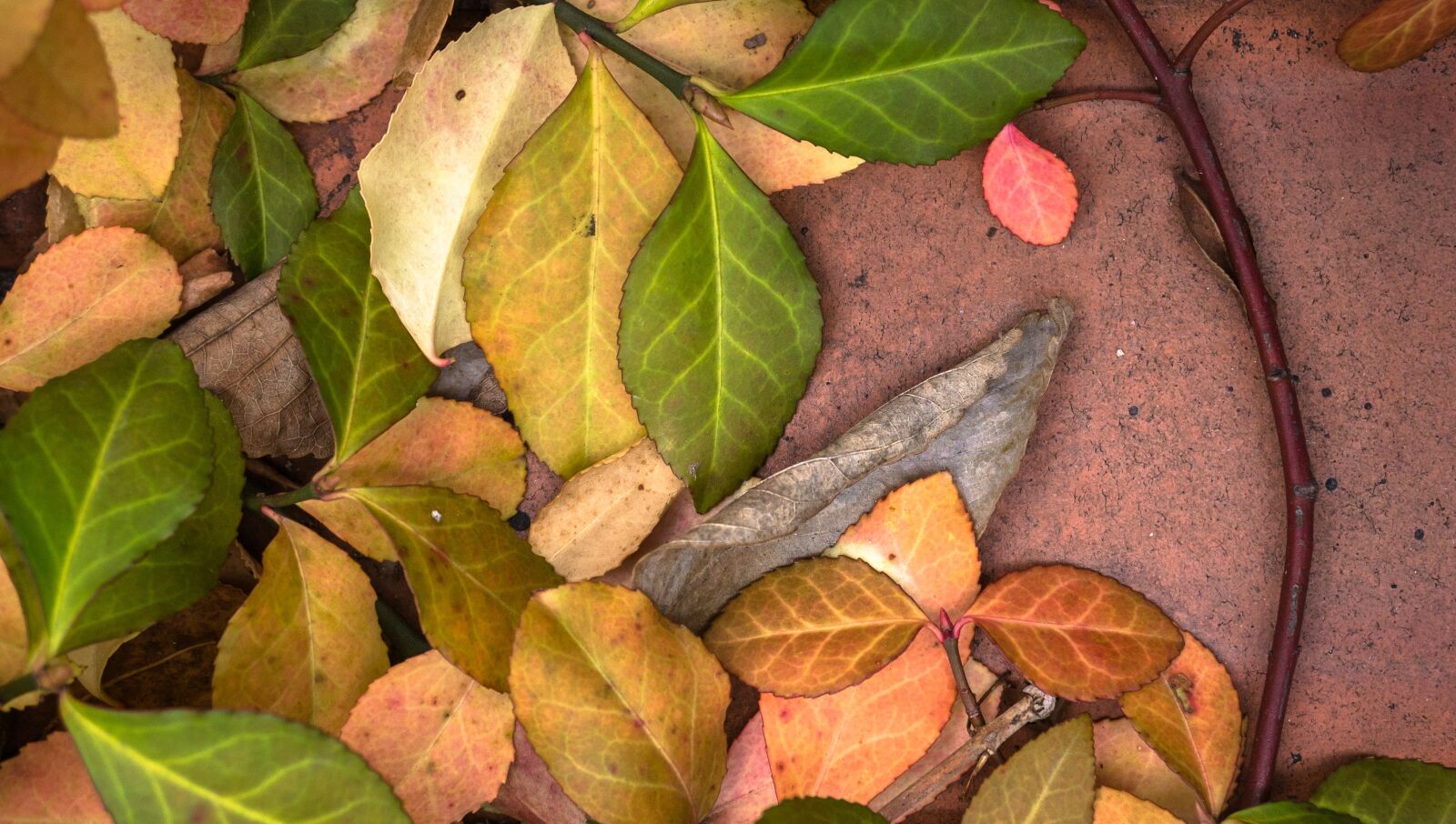 Sony Alpha NEX-5N + Sony E 30mm F3.5 Macro sample photo. Leaves, autumn, plants photography