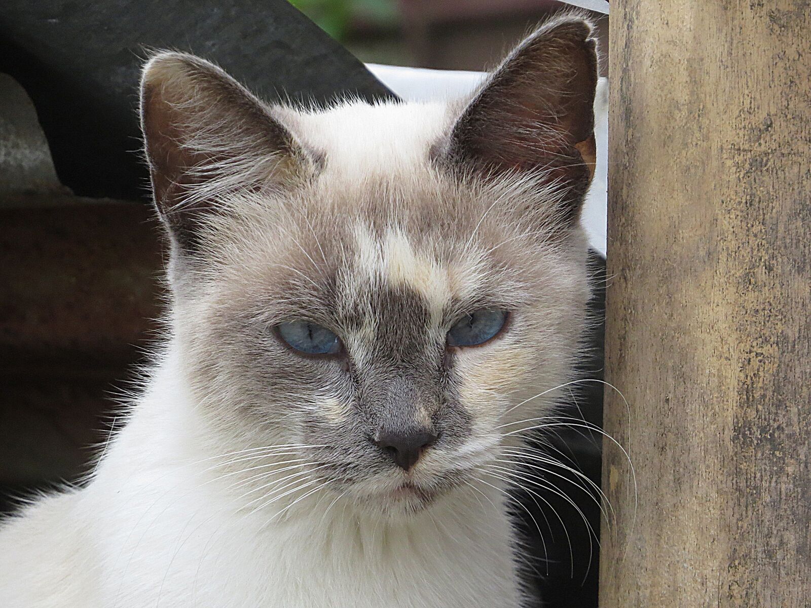 Canon PowerShot SX50 HS sample photo. Black and white, cat photography