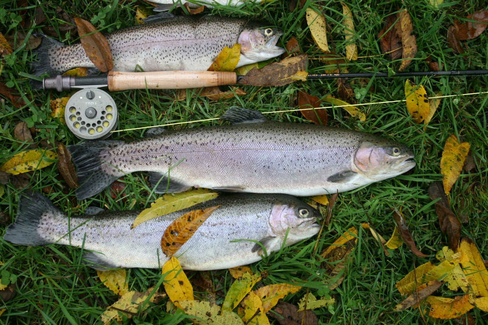 Canon EOS 20D sample photo. Fly, fishing, catch photography