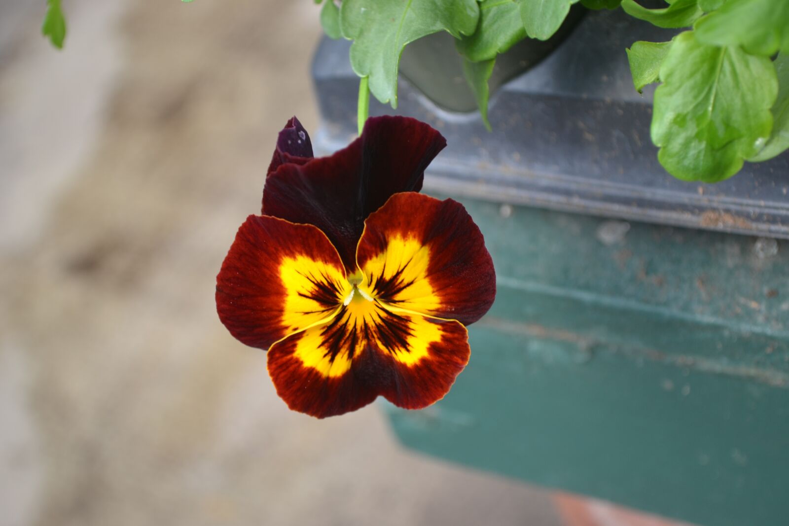 Nikon D3100 sample photo. Flower, pansy, spring photography