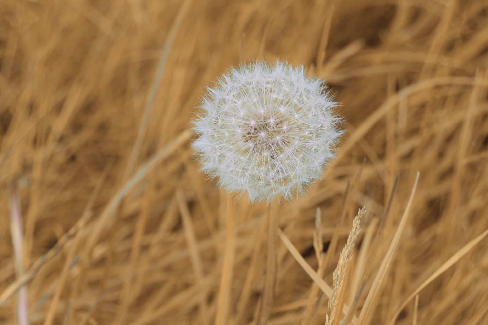 Nikon D3300 sample photo. Dandelion, flower, fluffy photography