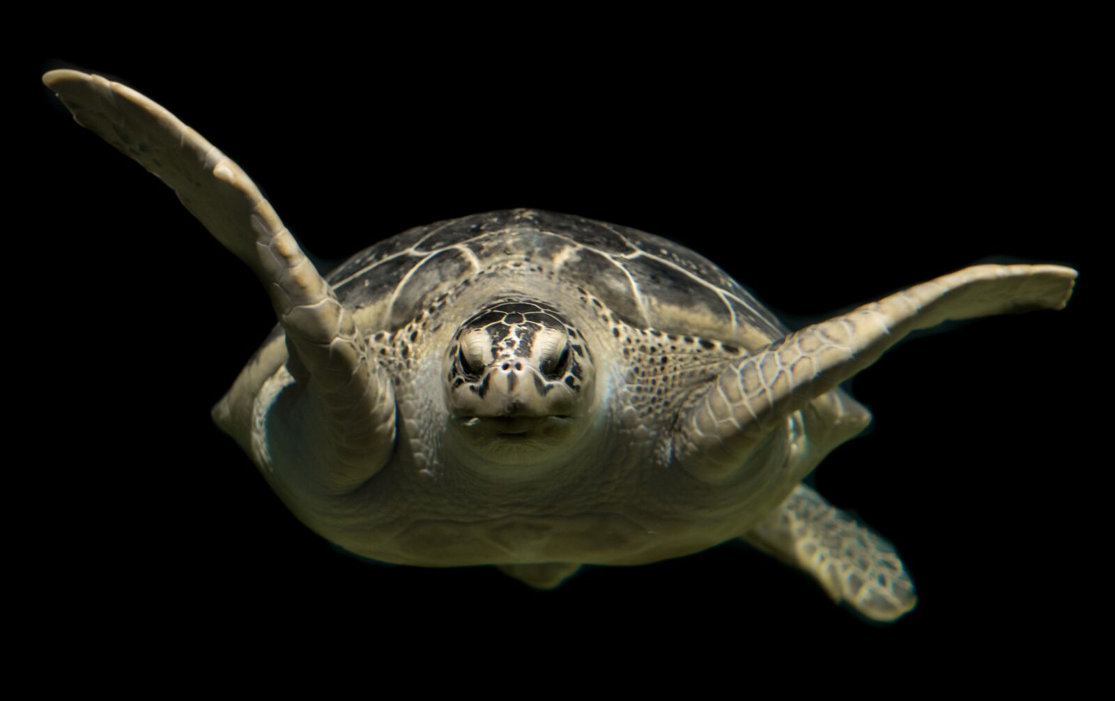 Nikon D610 sample photo. Turtle, green, sea photography