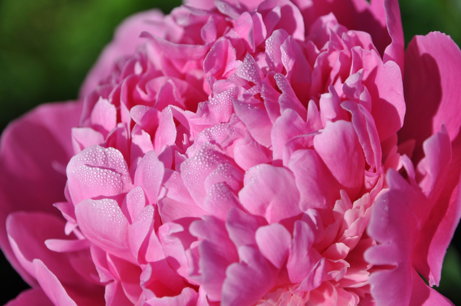 Nikon D90 sample photo. Pink, morning, blossom photography