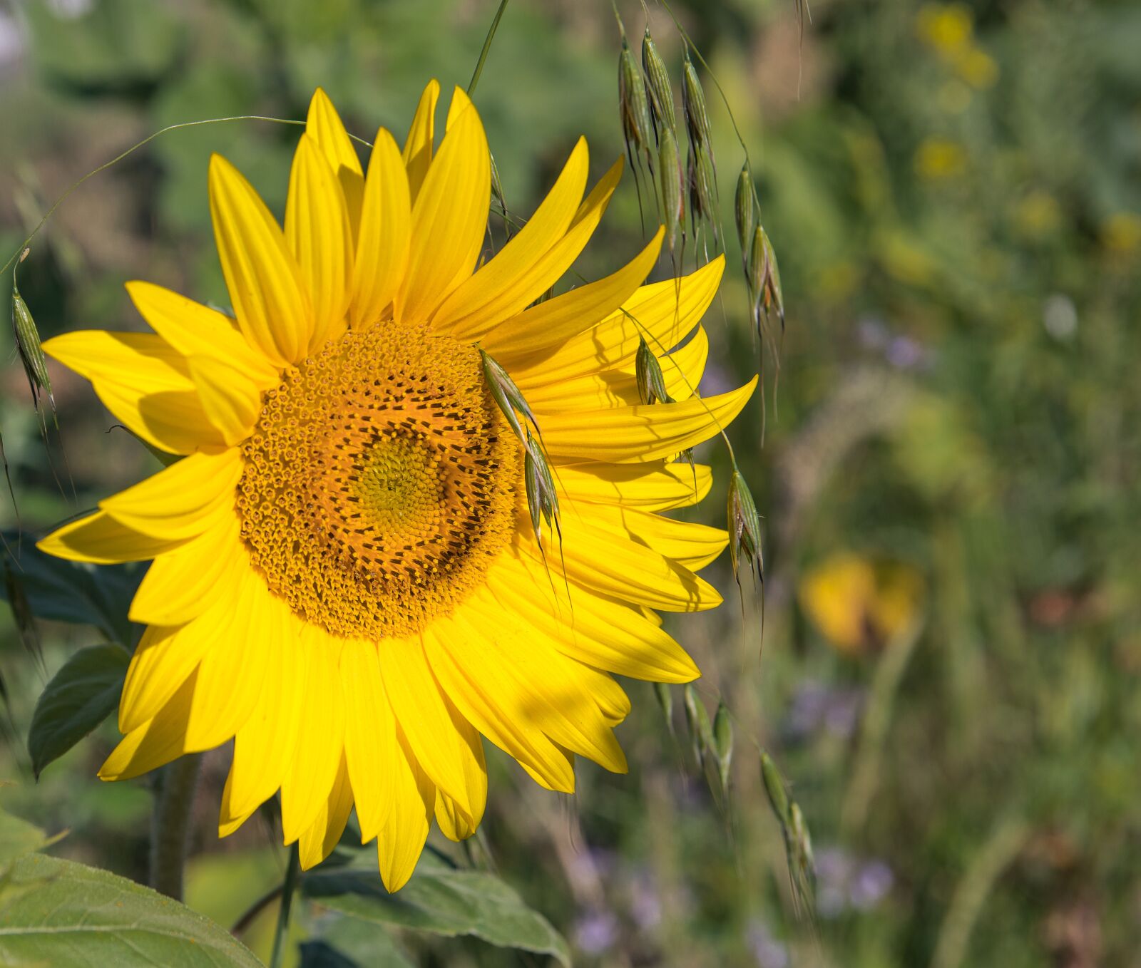 Canon EOS 80D sample photo. Sunflower, flower, plant photography
