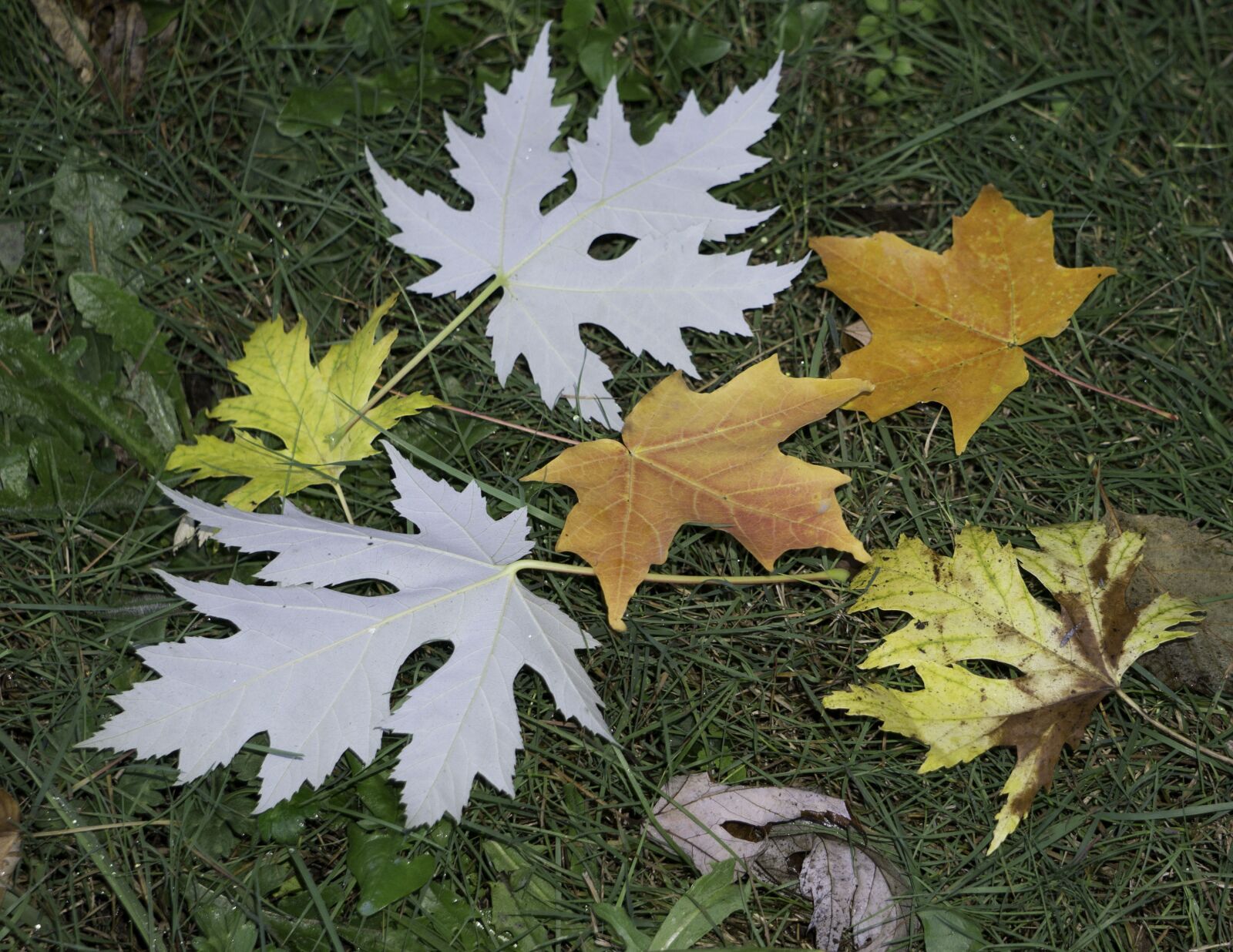 Sony E 55-210mm F4.5-6.3 OSS sample photo. Silver maple, scarlet maple photography