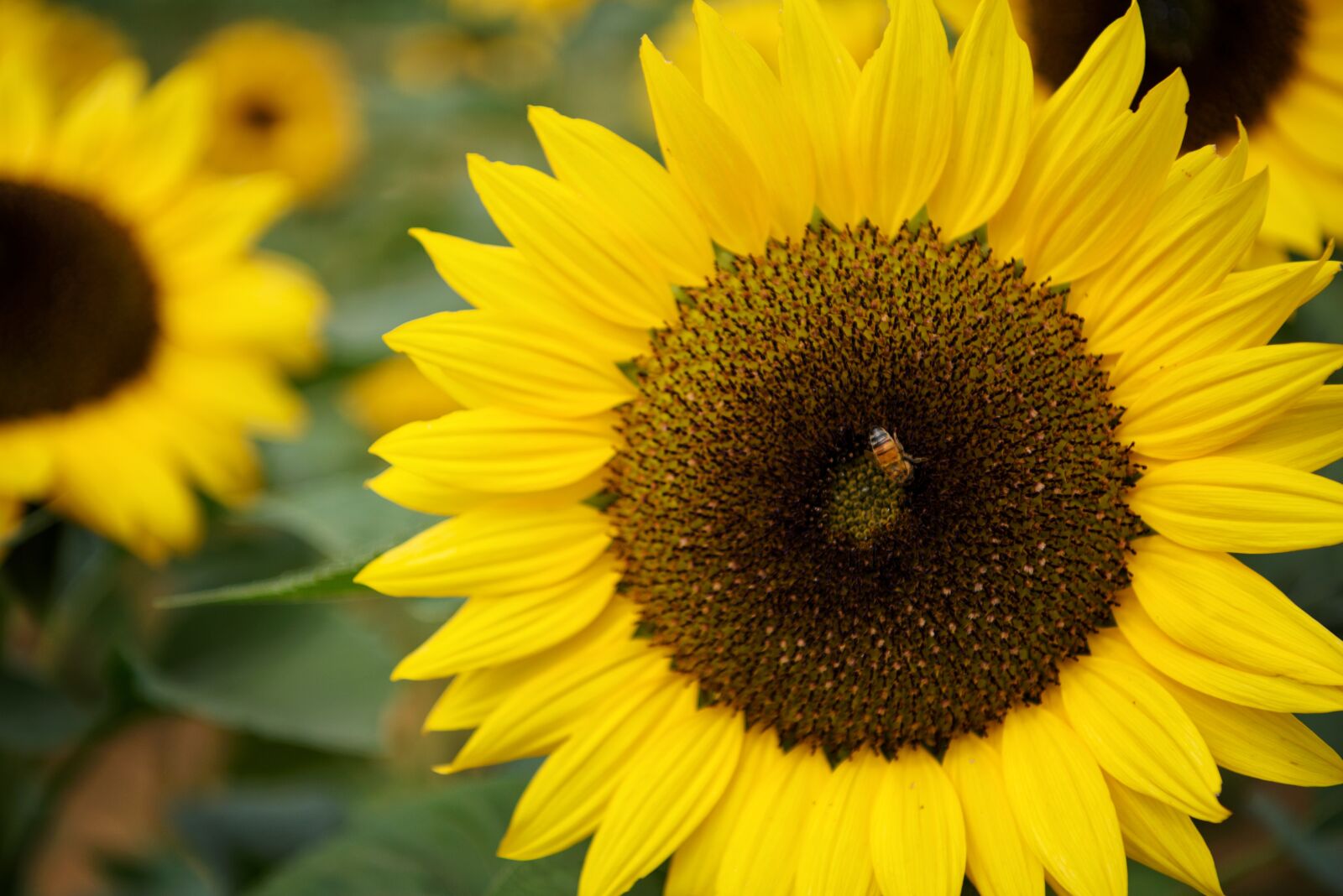 Nikon D750 sample photo. Flower, sunflower, yellow photography