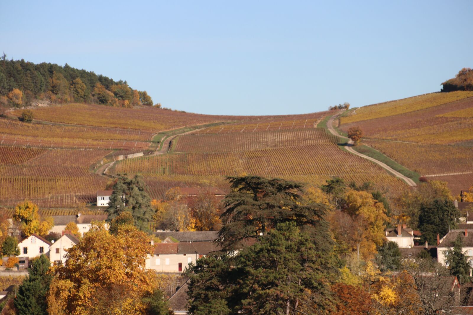 Canon EOS 80D sample photo. Vines, fall, landscape photography