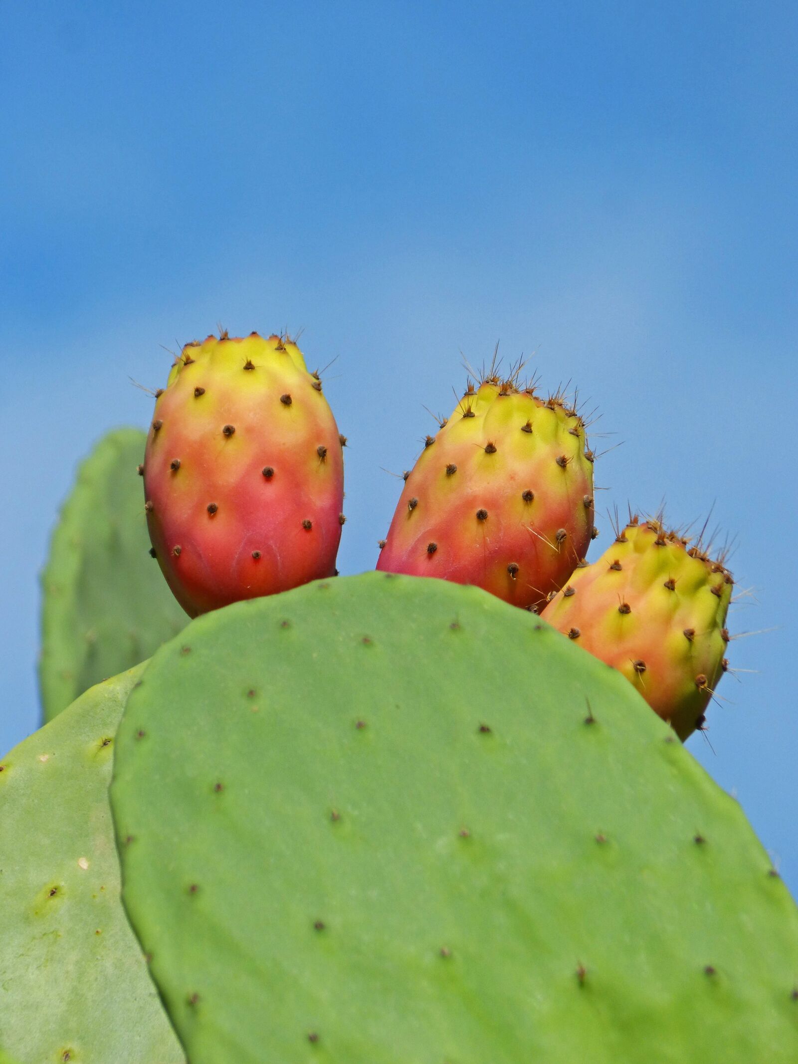 Panasonic DMC-FZ62 sample photo. Shovels, prickly pear cactus photography