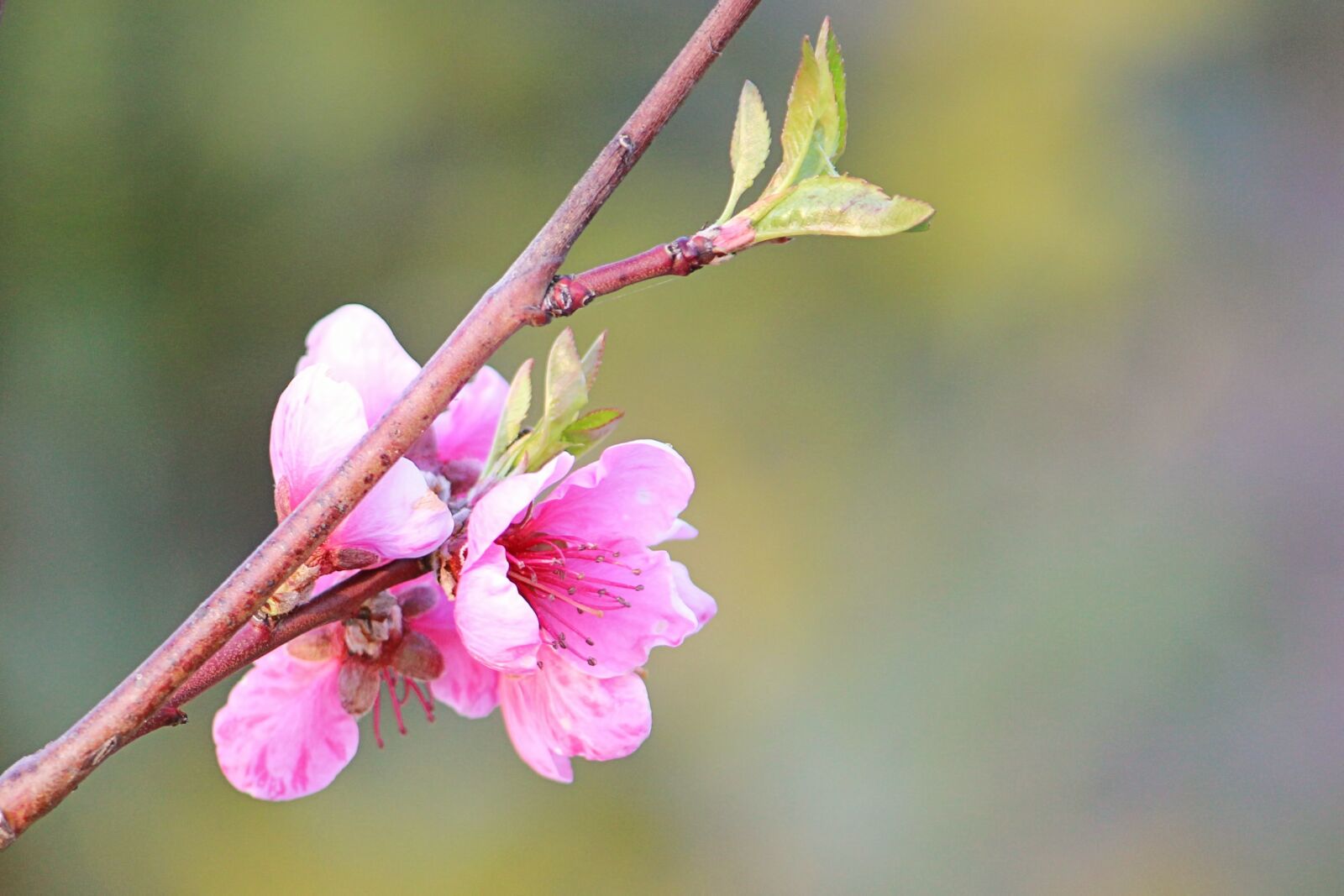 Canon EOS 600D (Rebel EOS T3i / EOS Kiss X5) sample photo. Peach blossom, branch, blossom photography