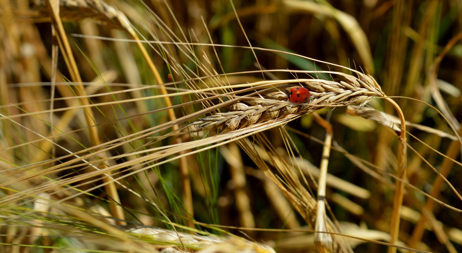 Nikon D3200 sample photo. Cornfield, ear, ladybug photography