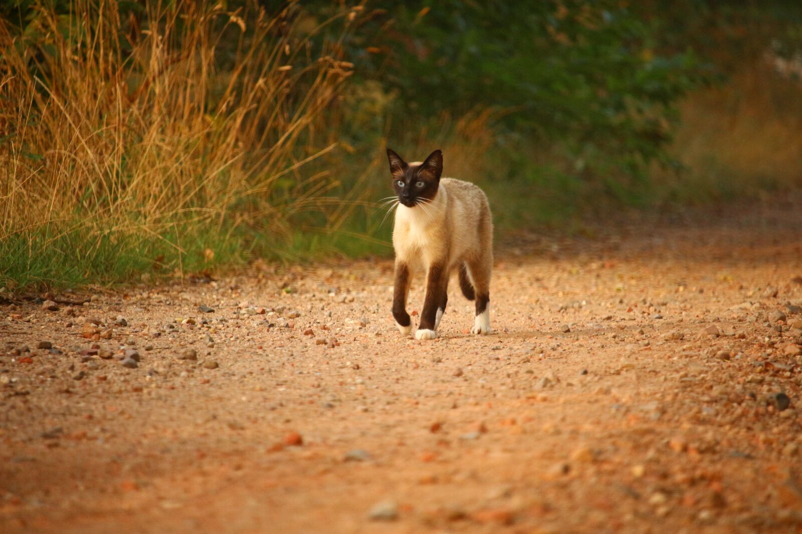 Canon EOS 100D (EOS Rebel SL1 / EOS Kiss X7) sample photo. Cat, mieze, kitten photography