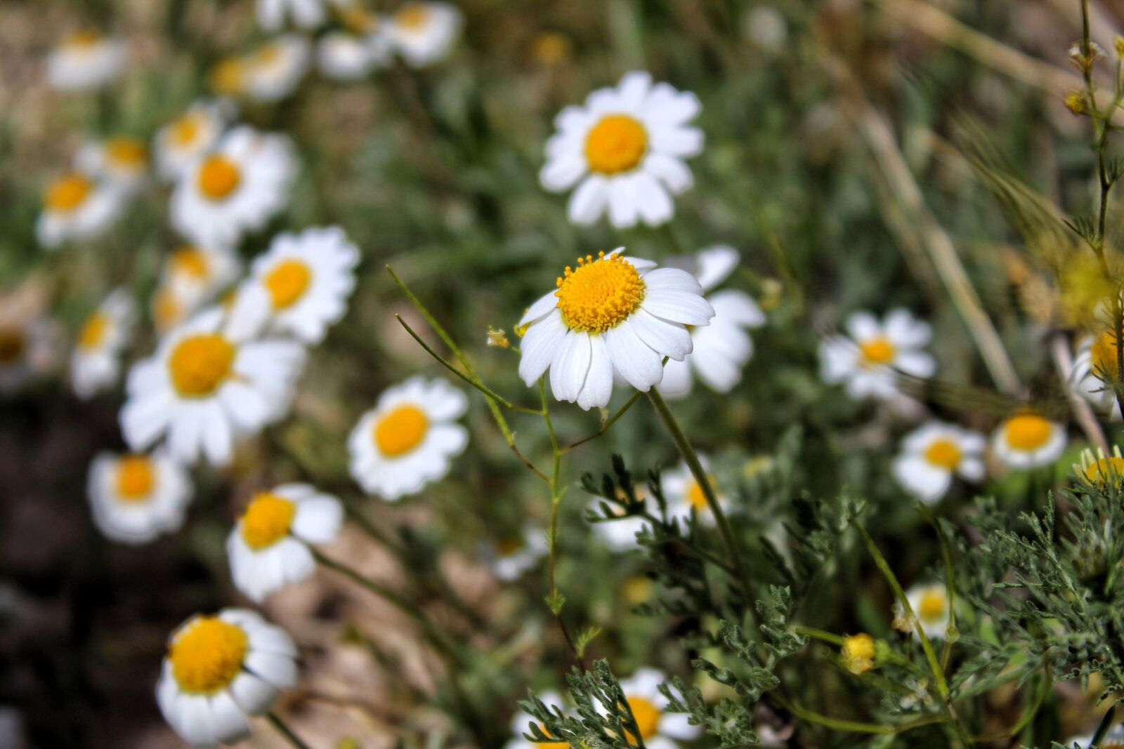 Canon EOS 1200D (EOS Rebel T5 / EOS Kiss X70 / EOS Hi) sample photo. Daisy, nature, flower photography