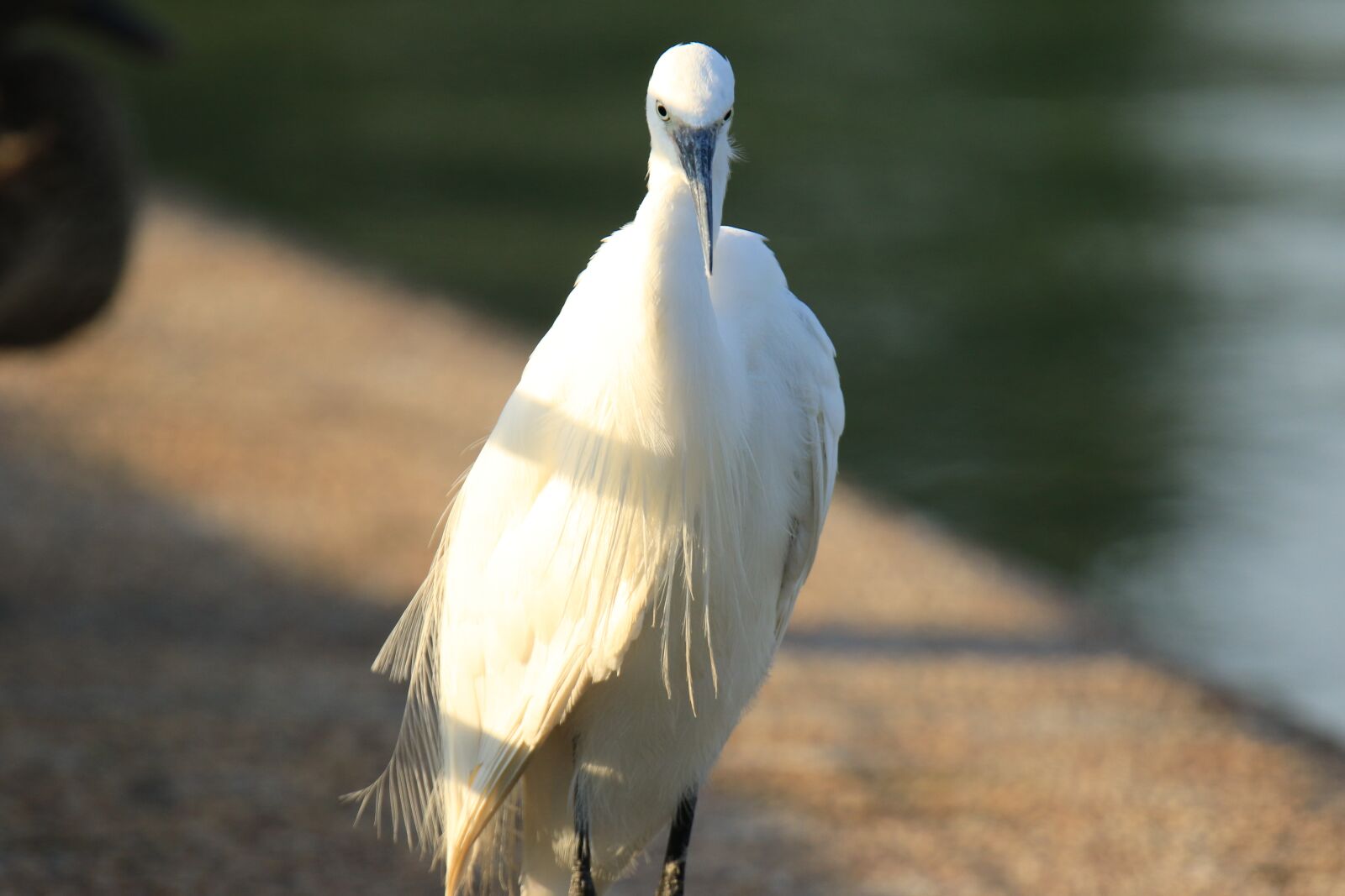 Canon EOS 7D Mark II sample photo. Bird, little egret, water photography