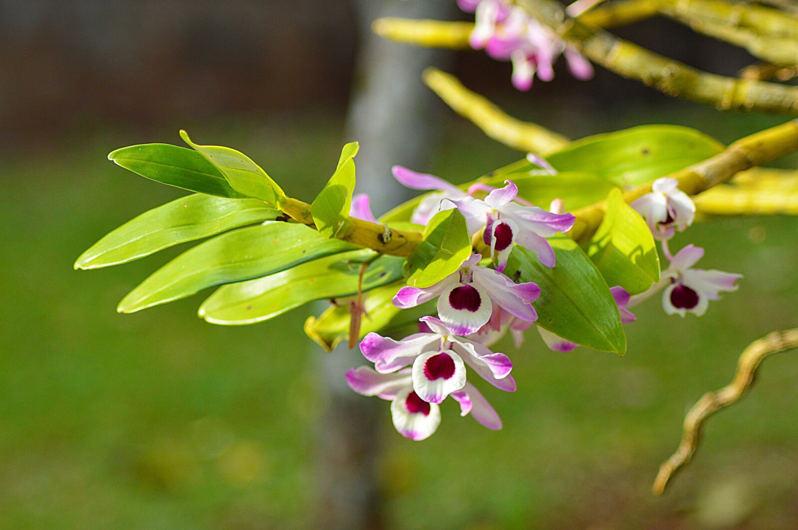 Nikon D3200 sample photo. Plant, flower, garden photography