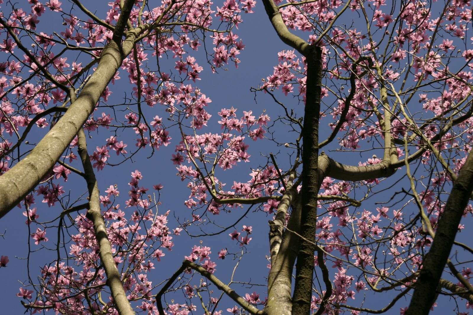 Canon EOS 300D (EOS Digital Rebel / EOS Kiss Digital) sample photo. Blossom, tree, spring photography