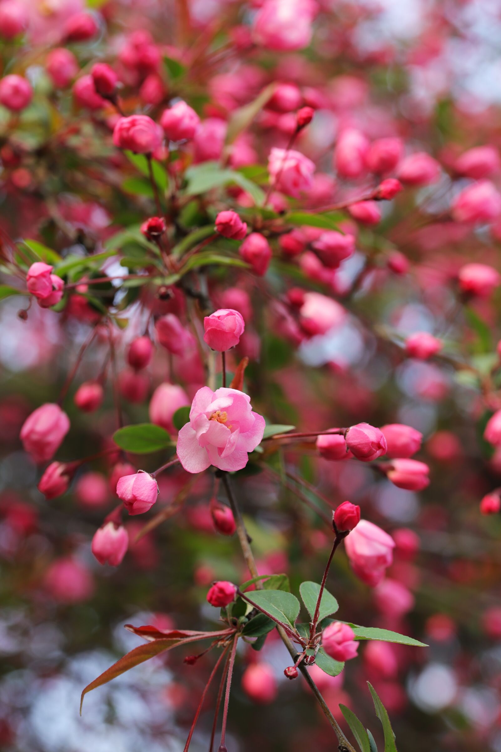 Canon EOS 6D Mark II sample photo. Flower apples, flowers and photography