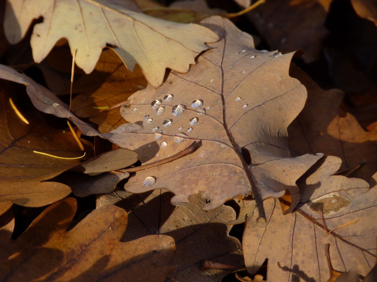 Panasonic Lumix DMC-FZ35 (Lumix DMC-FZ38) sample photo. Leaf, autumn, drop of photography