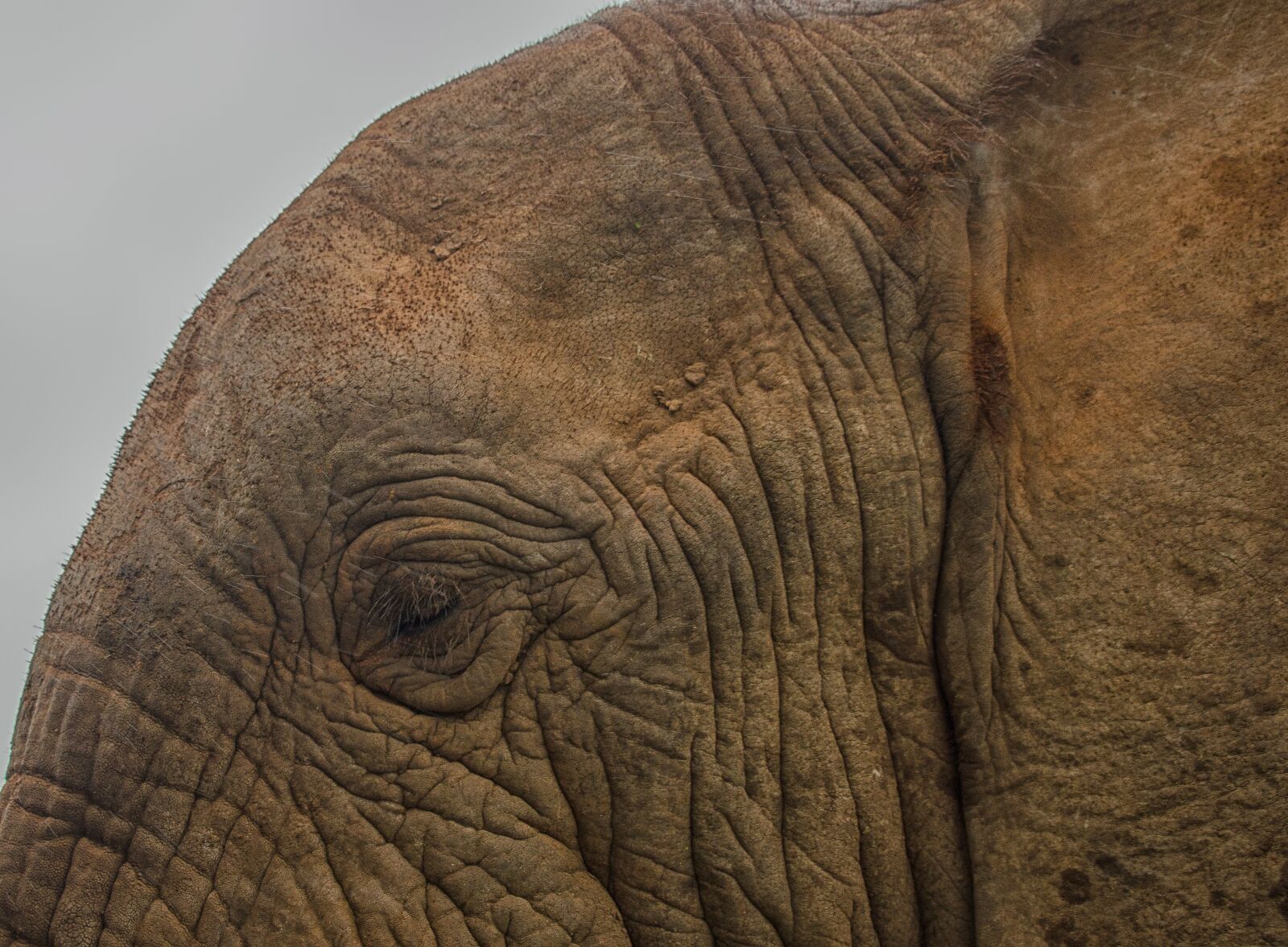 Nikon D7000 sample photo. Elephant, wildlife, animal photography