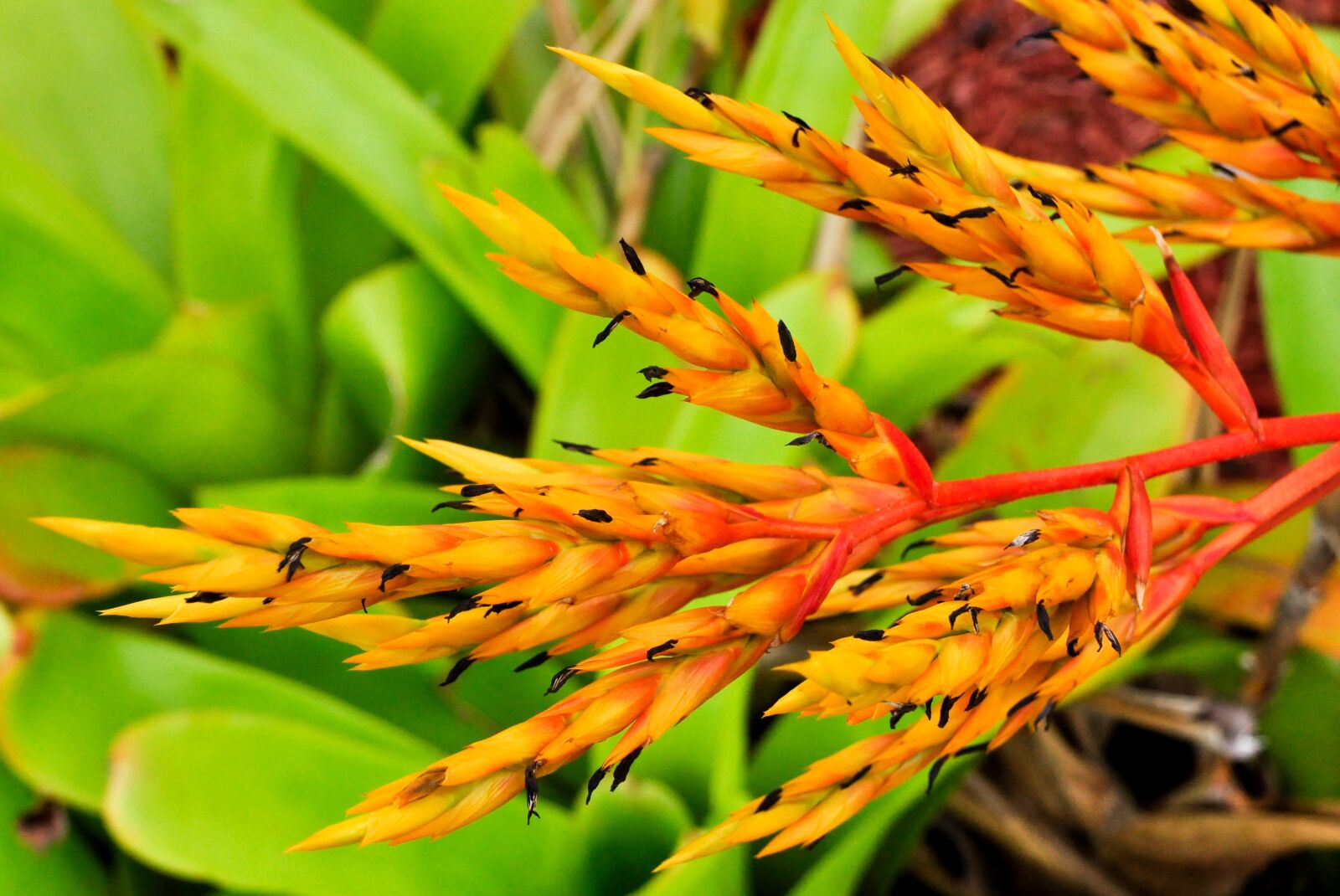 Nikon D90 sample photo. Nature, plant, leaf photography