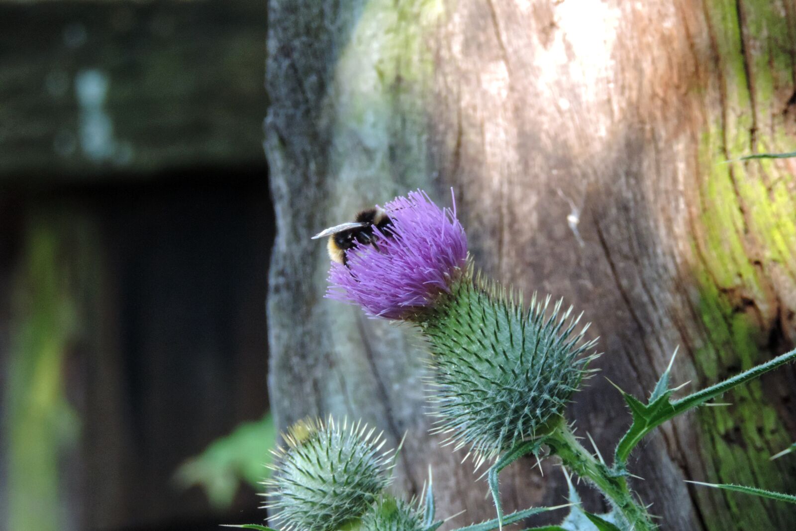 Nikon Coolpix P520 sample photo. Insect, hummel, flower photography