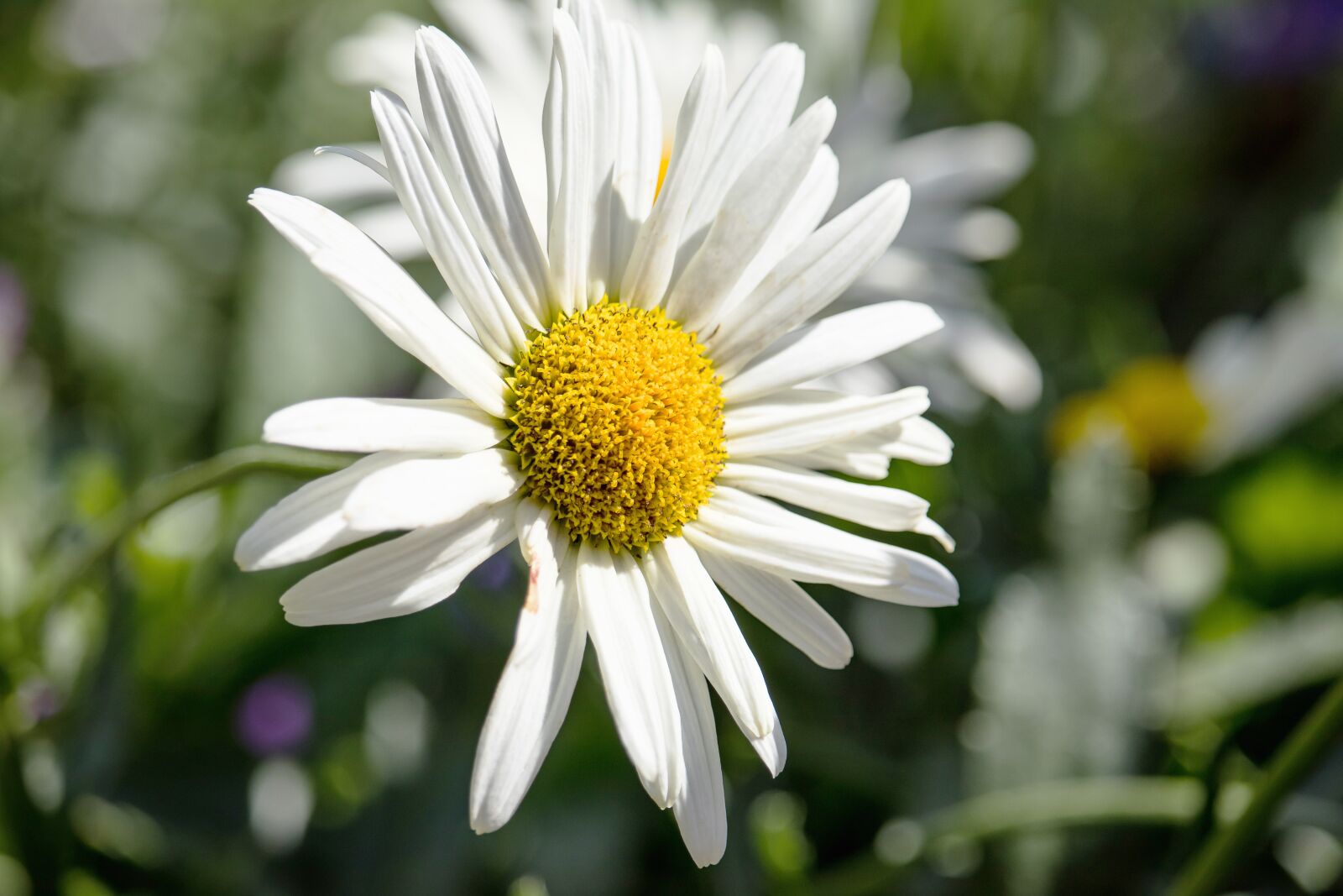 Canon EF-S 55-250mm F4-5.6 IS STM sample photo. Margarite, flower, blossom photography