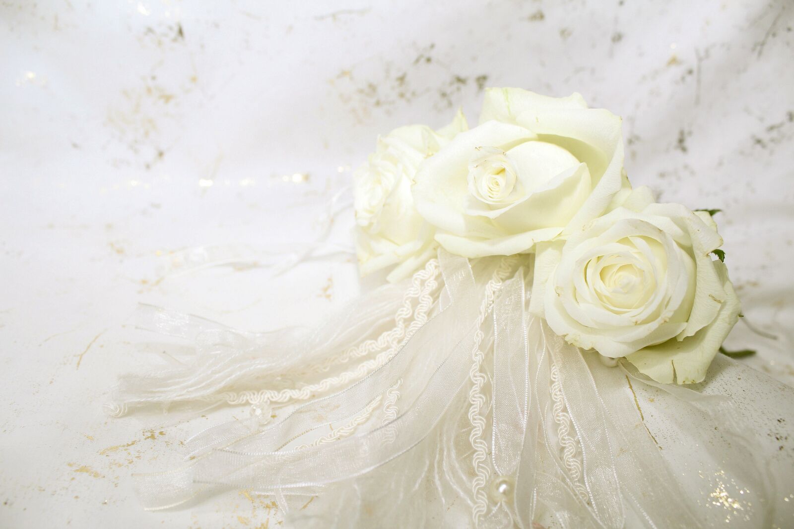 Canon EOS 600D (Rebel EOS T3i / EOS Kiss X5) sample photo. Roses, white, blossom photography