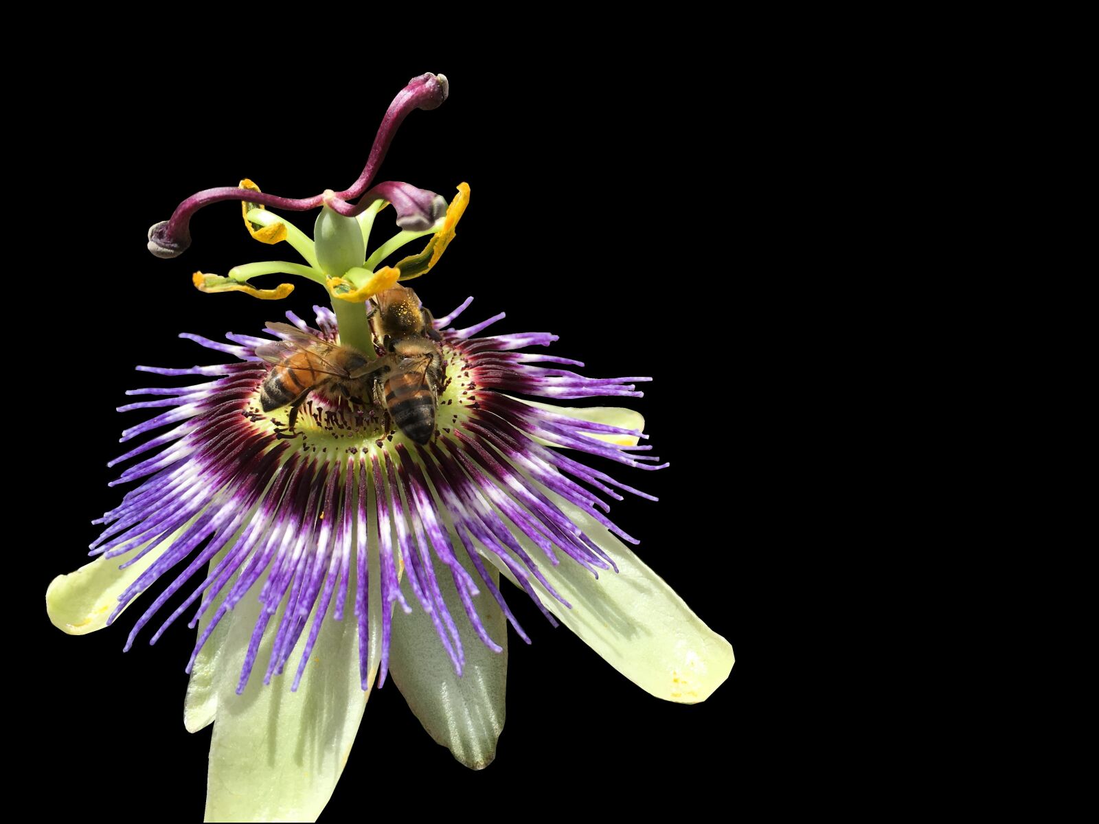 Apple iPhone 6s Plus sample photo. Flower, bees, beauty photography