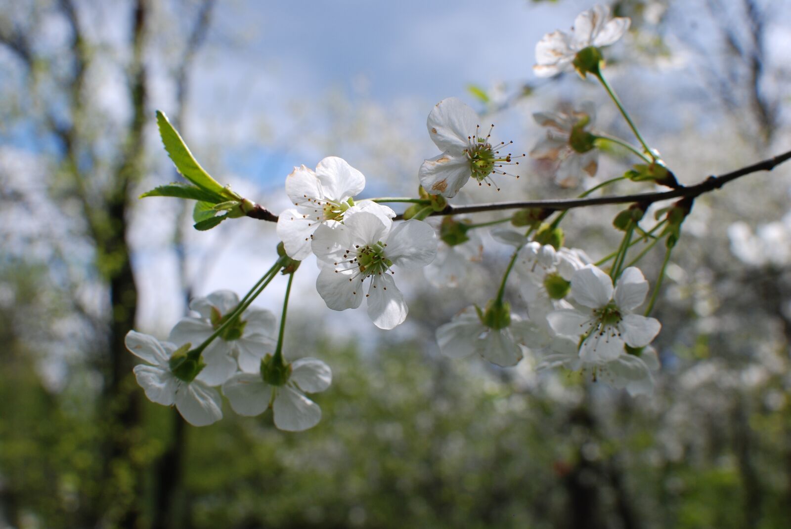 Nikon D80 sample photo. Spring, water, flower photography