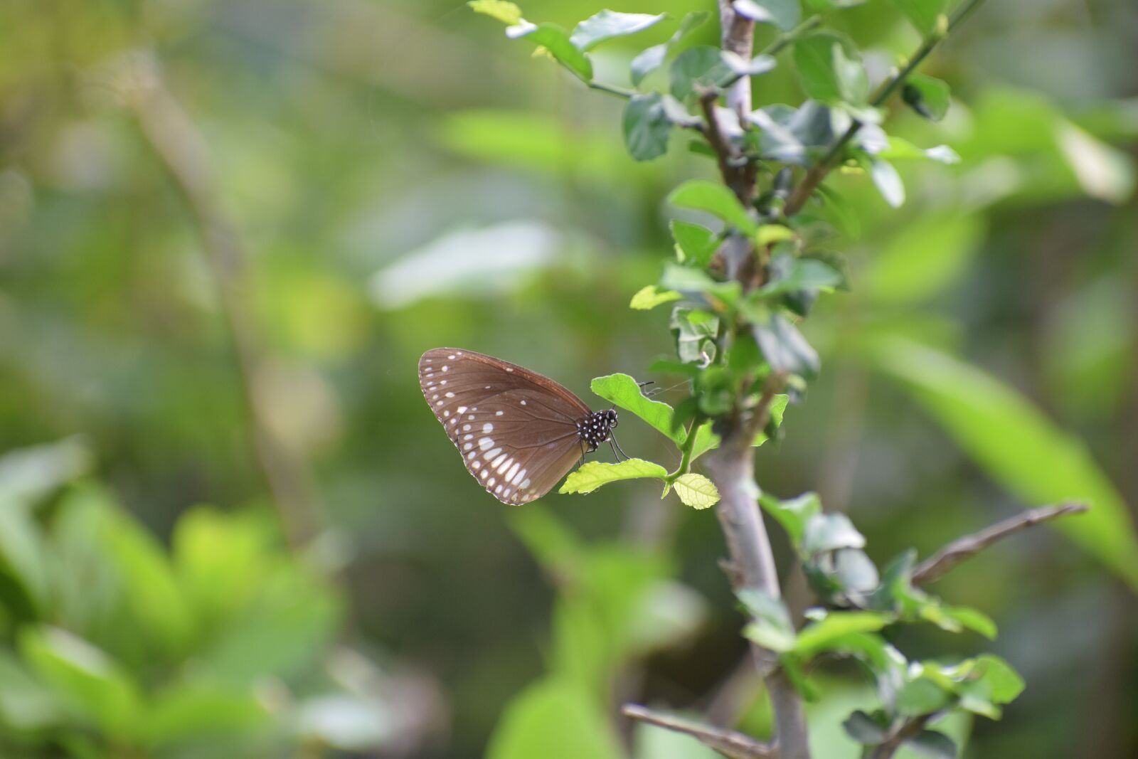 Nikon D5300 sample photo. Butterfly, forest, green photography
