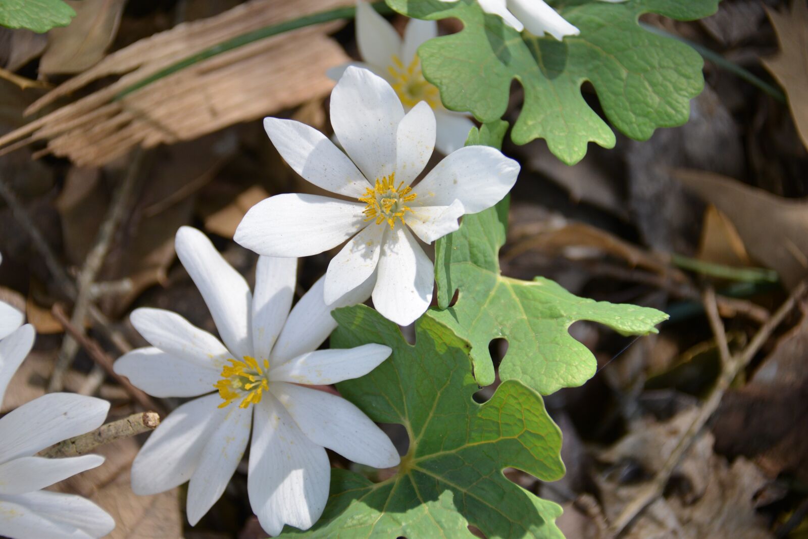 Nikon D600 sample photo. Wildflower, native flower, nature photography