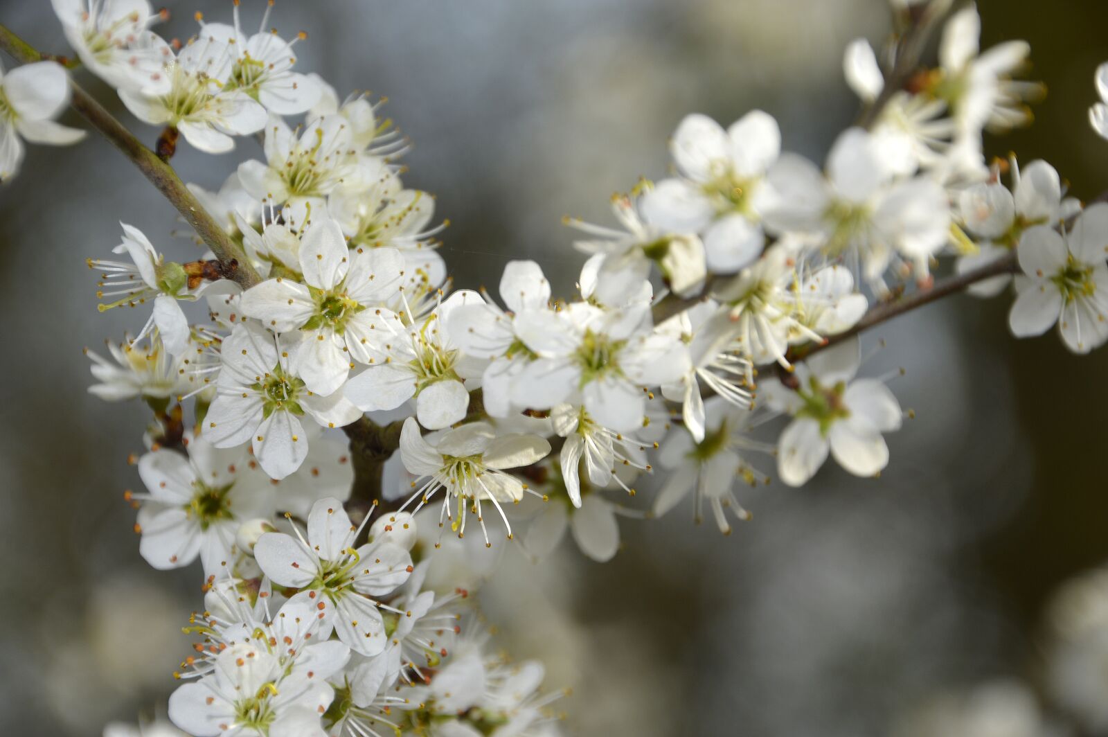 Nikon D3200 sample photo. Flower, cherry, branch photography