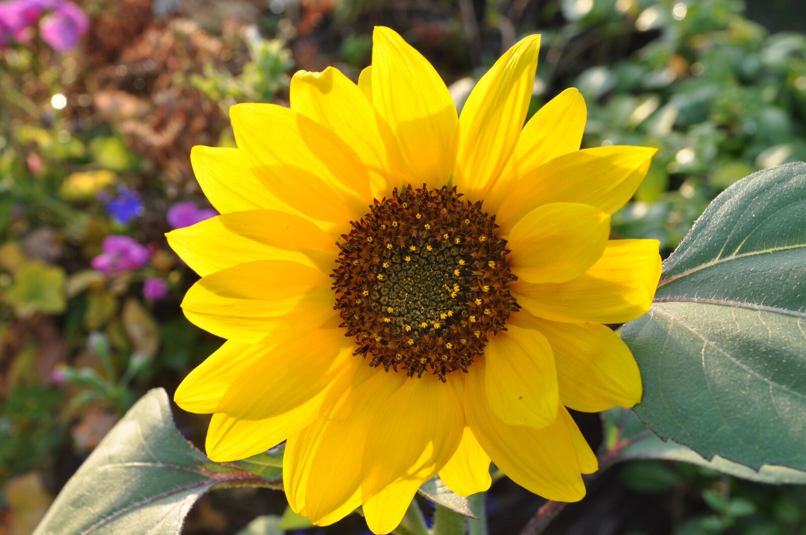 Nikon D5000 sample photo. Plant, nature, flower photography