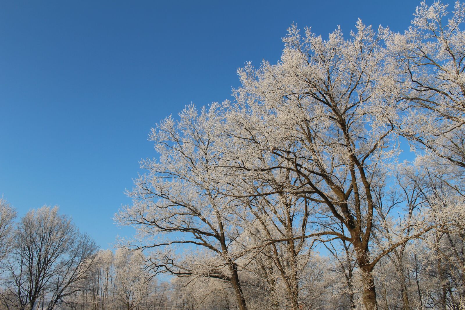 Canon EOS 100D (EOS Rebel SL1 / EOS Kiss X7) sample photo. Frost, forest, landscape photography