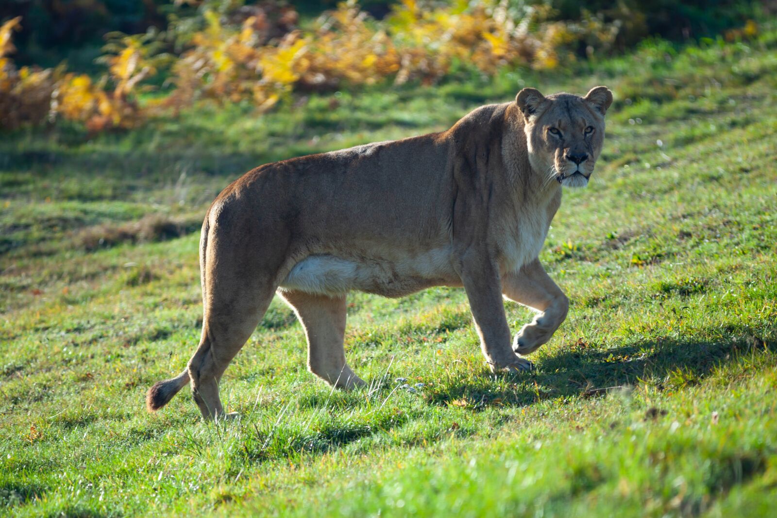 Canon EF 300mm F4L IS USM sample photo. Lioness, woburn, stalk photography