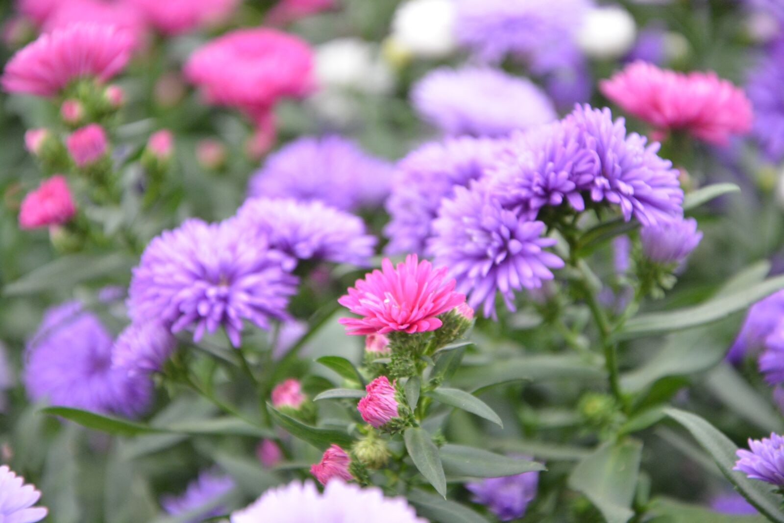 Nikon D5200 sample photo. Flowers, plants, aster photography