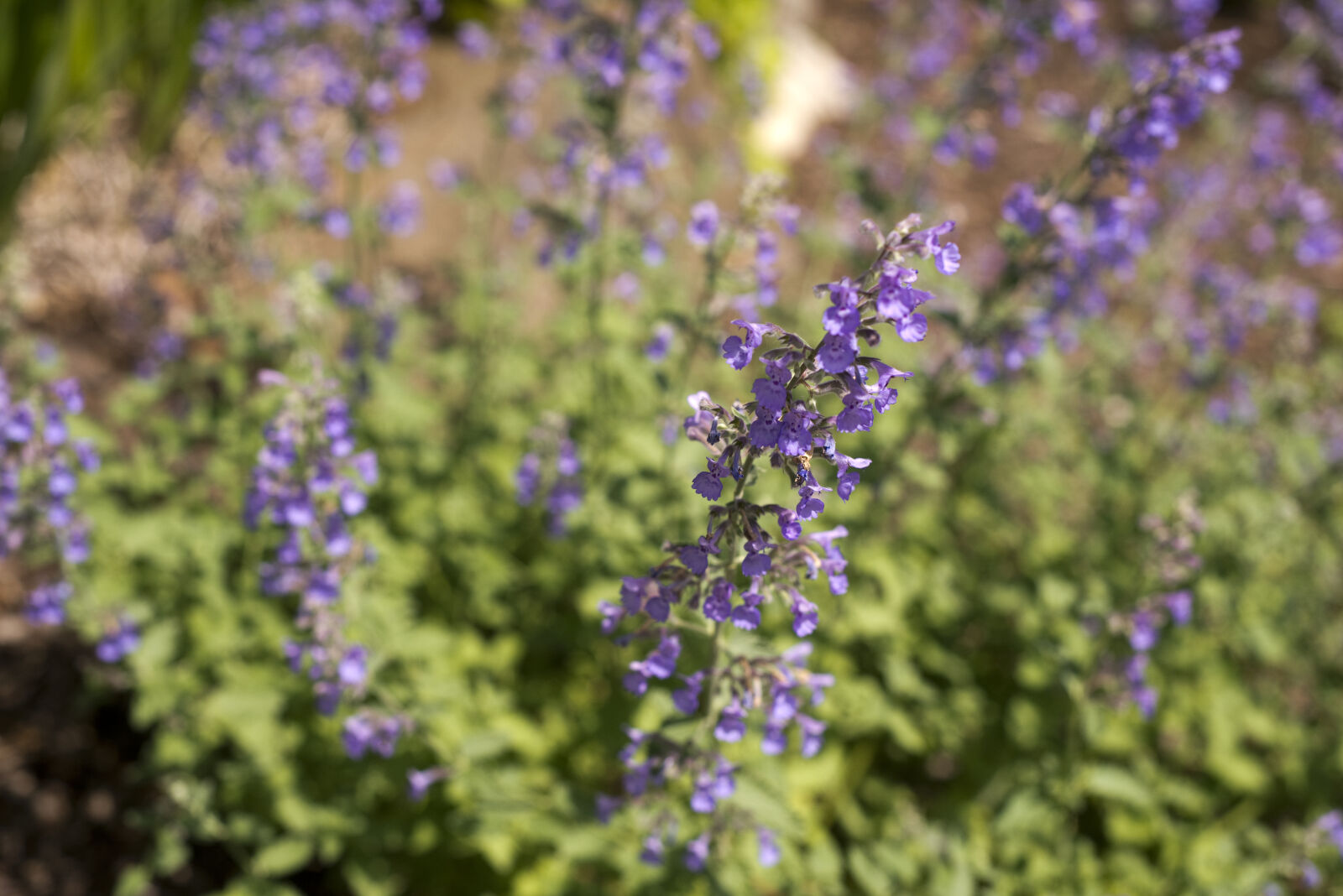 Nikon AF Nikkor 50mm F1.8D sample photo. Background, bloom, blooming, color photography