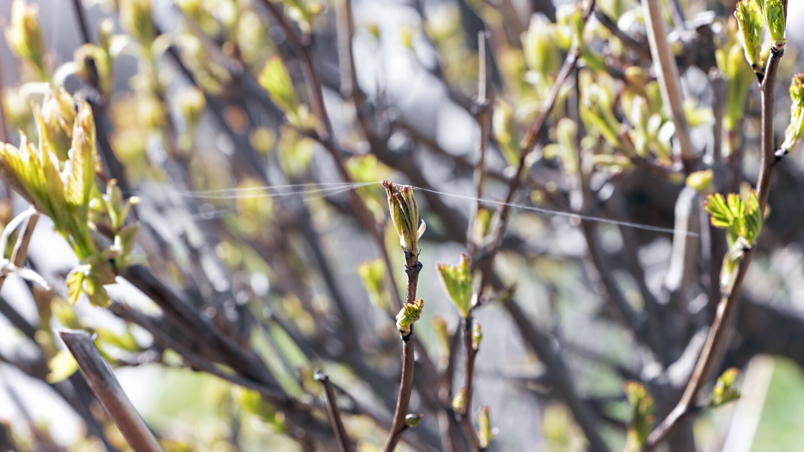 Canon EF-S 18-135mm F3.5-5.6 IS USM sample photo. Outdoors, close-up, nature photography