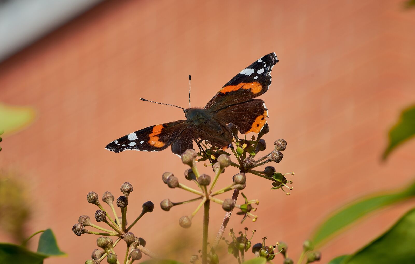 Nikon D7200 sample photo. Insects, butterflies, nature photography