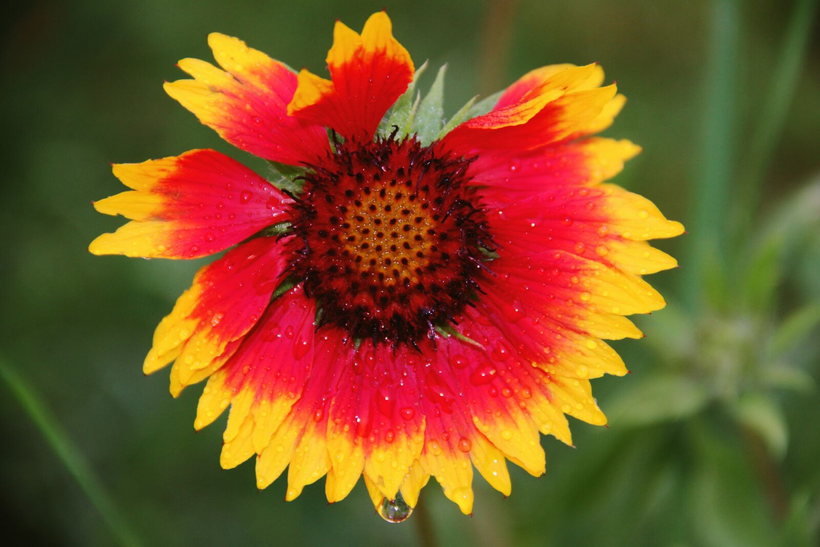 Canon EOS 50D sample photo. Flower, yellow, red photography