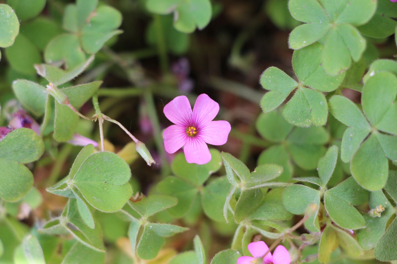 Canon EOS 700D (EOS Rebel T5i / EOS Kiss X7i) sample photo. Flower, plant, picture photography
